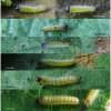 apor crataegi larva1 volg